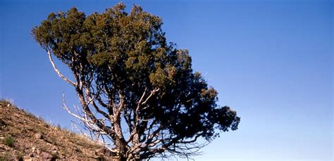 Peyzaj ağaç türleri
